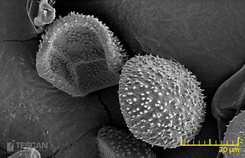 Morphology of a plant spore