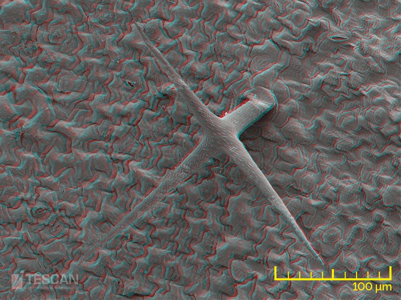 3D anaglyph of a leaf
