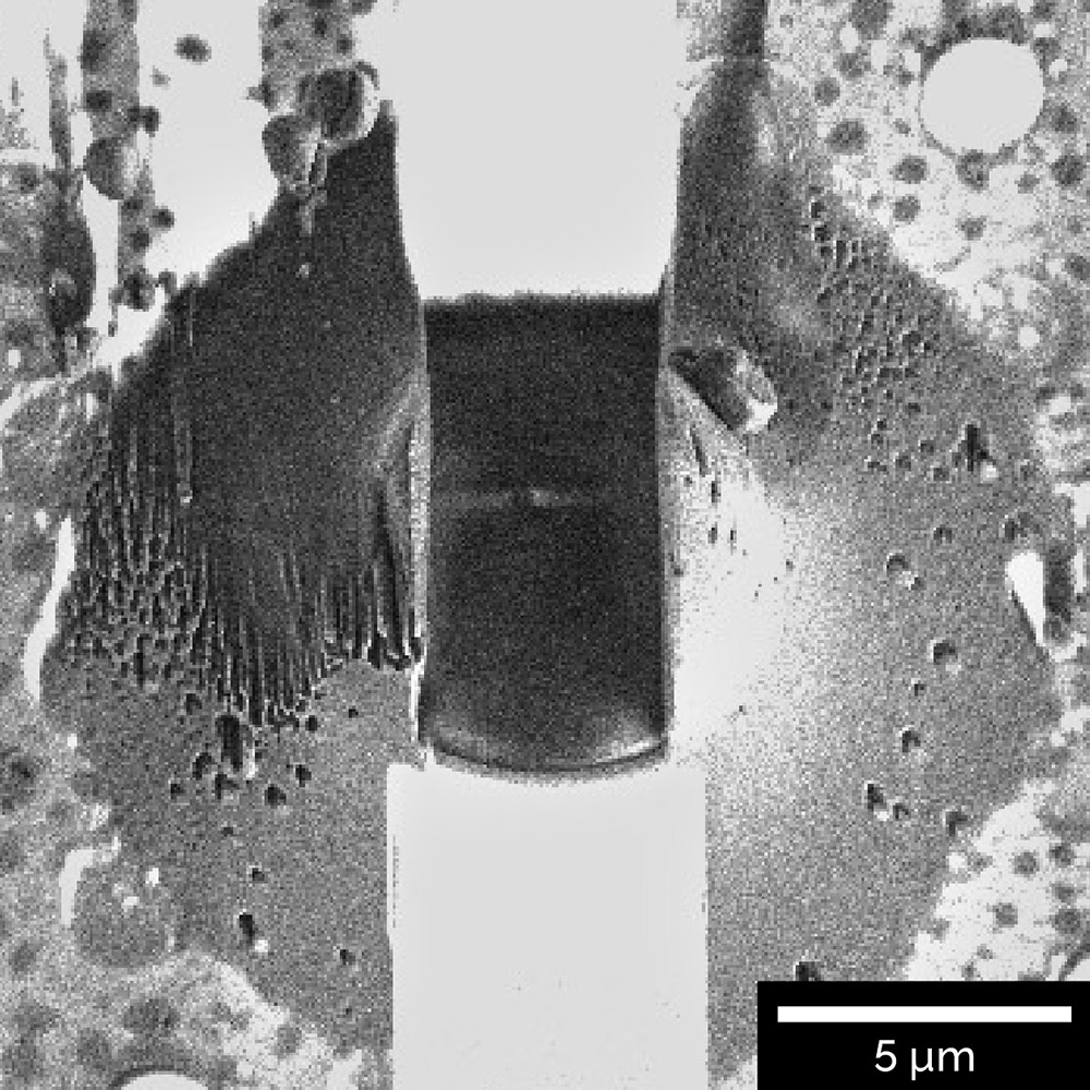 Top view of a thin lamella prepared for subsequent cryo-TEM analysis