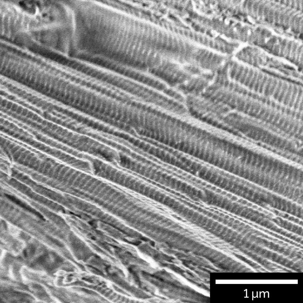 Collagen fibers visualized with Beam deceleration mode at accelerating voltage of 100 eV