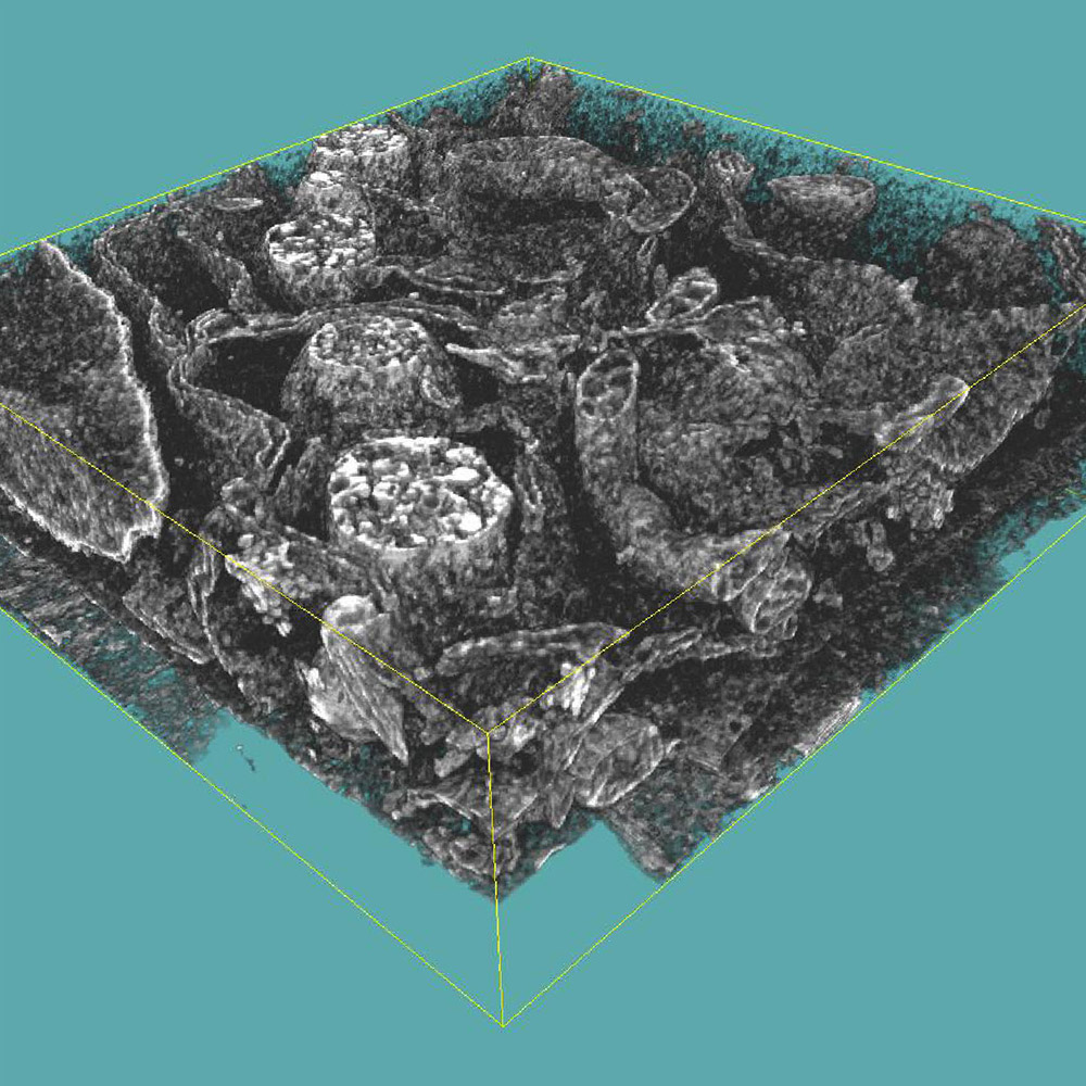 3D_ultrastructural reconstruction of mammalian cell at 5 × 5 × 8 nm voxel size sampling in x, y, and z dimensions. Selected FIBSEM stack shows intracellular organization inside the cell