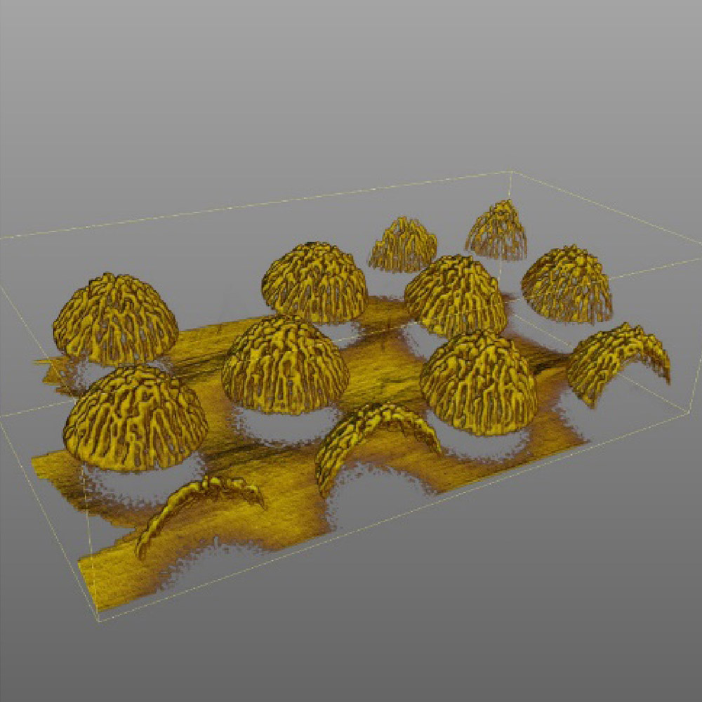 FIB-SEM_nanotomography of SERS substrate